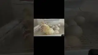 Incubating and Hatching Bresse Chickens