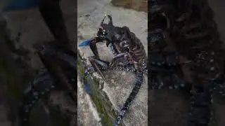 3D Printed Sea Emperor Leviathan! - Subnautica