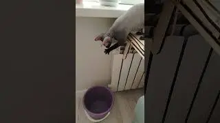 наблюдатель #cat #красиваякошка #animals