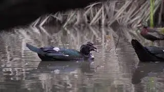El Pato Real