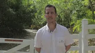 Efecto Abeja - Dominicanaonline.org