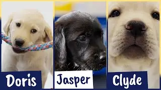 Meet our latest Sponsor a Puppy trainees: Doris, Jasper and Clyde