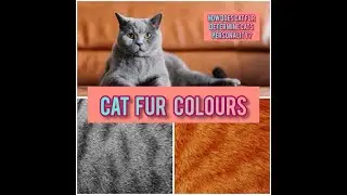 How fur colours determine the personality of your cat