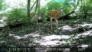 deer triplets