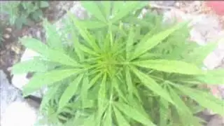 NEGRO JETRO  -  MARIHUANA EN EL AREA