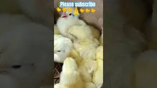 #village chicks farm#viral#shorts#video# Village-vibes-and-Culture
