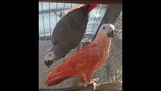 African grey parrot rare mutations