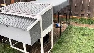 Our Backyard Chicken Coop Setup &mdash; Way Better Than I Expected!