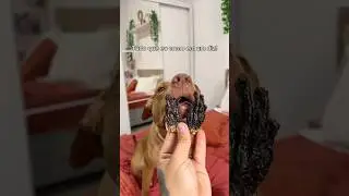 TROPA DO CUSCUZ 🤤#pitbull #cachorros #alimenta&ccedil;ao #rotina #pets #cachorrosdivertidos #humor