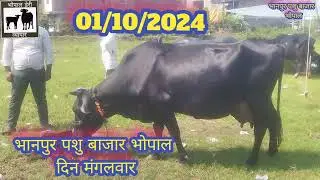 Bhanpur pashu bajar bhopal m. p, भानपुर पशु बाजार भोपाल ,1 October 2024