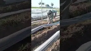 Weeding and cultivation in chilly plants