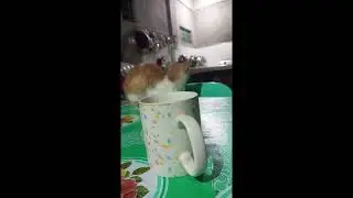 Chemical reaction of Cold and Hot Coffee