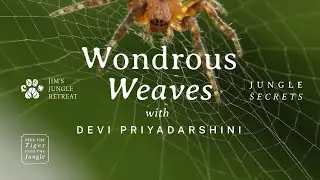 P1: Secrets of Spider Silk | The Mysterious World of Spiders | Jungle Secrets | Jim's Jungle Retreat