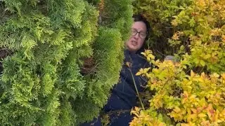 Epic Fails: Woman Stuck in Shrub After Hilarious Gardening Mishap || WooGlobe