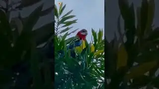 Rosella bird sounds ( Rosella parrot )
