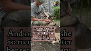 I'm expanding my home shelter to rescue more dogs in need!