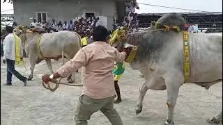 RK bulls vetapalem tigers court entry | simha