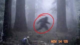 Why Are So Many Disappearances Leading Back to Northern California Forests?