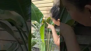 A plant hack to help your bird of paradise #planttips #plantlovers