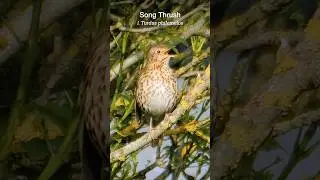 Song Thrush singing at sunrise