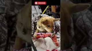 Meet my baby!  #dog #rescue #ittakesavillage #puppy #dogsoftiktok #adoptdontshop #getcrackin