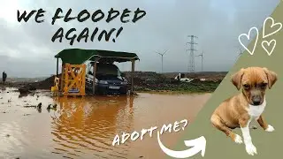 FLOODS, LIVE SHOCK & PUPPIES | Tenerife Horse Rescue, Finca Life!