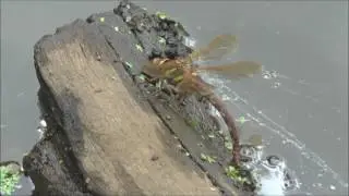 Brown Hawker Dragonfly Aeshna grandis female ovipositing