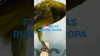 F3 PERJAKA GACOR POSTUR KUWALITASNYA KELAS BIRUNG EROPA