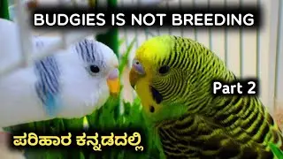 budgies is not breeding problem solution in kannada