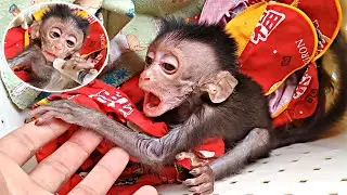Heart breaking poor baby monkey got sick heavily need help