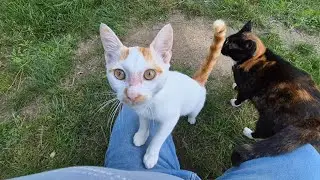 A Street cat puts her paws on my knee, looks straight into my eyes, and asks me for food.