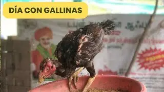 &iquest;Como Es La Vida REAL En Una Granja India? #vjspath #espa&ntilde;ol #gallinas