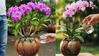 Orchid Tree Care Tips | Grow Faster & Healthier Bauhinia