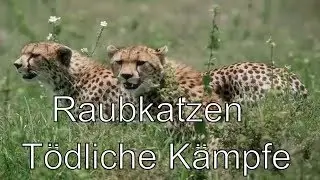 ✸ Raubkatze vs Raubkatze T&ouml;dliche K&auml;mpfe Tiger Panther L&ouml;we Jaguar Angriffe