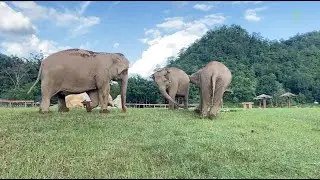 Heartwarming Footage Elephant Guiding Her Blind Friend To Explore Their Home - ElephantNews