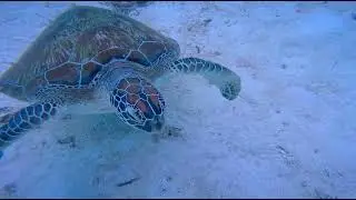 Turtle face to face 