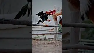 🐓 Featherweight Champion of the Farm 🥇🌾 #ai #aiart #funny