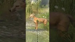 swit Fox 🦊 hunting clash way of hunting Hunter clash #gaming #hunting #onlineshooter #anminal
