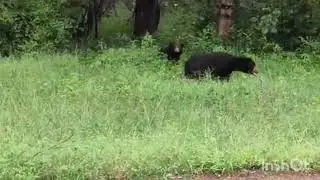 Sloth Bear Chandrapur