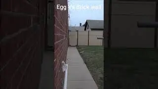Egg Vs Brick Wall