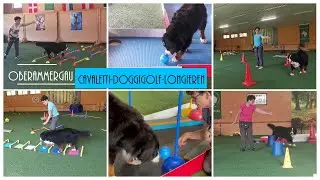 Cavaletti, Doggi-Golf, Longieren bei Steffi Rumpf in Oberammergau