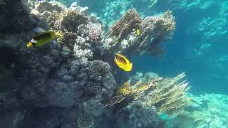 Marsa Alam Jaz Lamaya house reef (rafa przy hotelu) 4k (no editing)