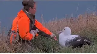 Royal Albatross ~ Rangers Give First Weight & Health Check To RoyalCam Chick! All Is Good 💖 1.23.26