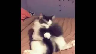 Cat cleans big fluffy tail