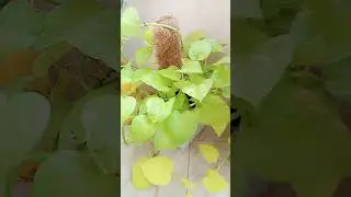 money plant #viral #nature #treeplant #garden #shorts