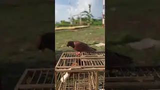 #merpatikolong #merpati lovers
