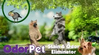 OdorPet: Permanent Pet Stain and Odor Remover