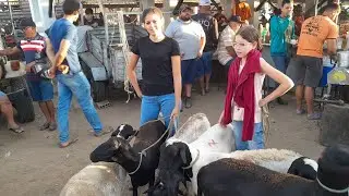 Feira de Animais em Surubim Pernambuco, a última do ano.26/12/2025 