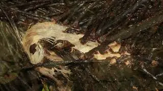 1st Exploration El Yunque Rainforest Tradewinds 2013
