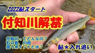 【#47★付知解禁】保存版 :解禁後にも使えるポイント選び、鮎のいそうな場所解説　鮎入れ追い　友釣り